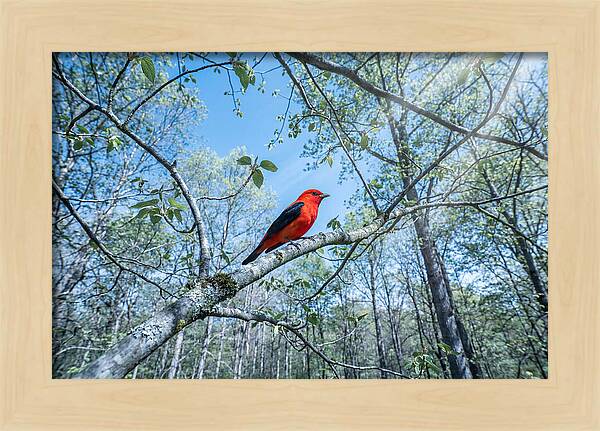 Scarlet Tanager Perched In Spring Canopy