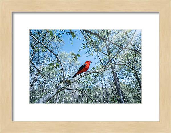 Scarlet Tanager Perched In Spring Canopy