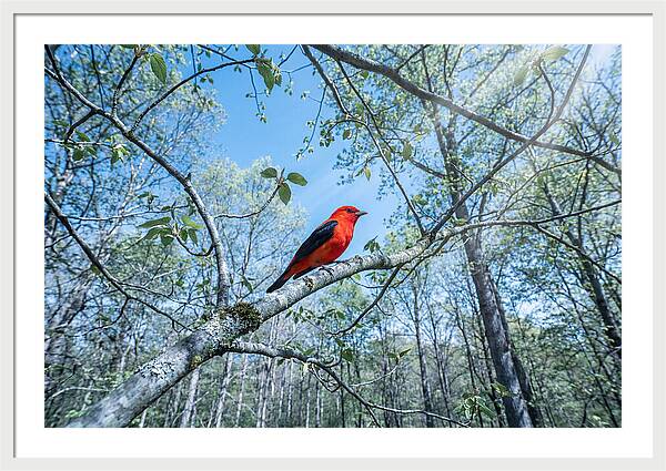 Scarlet Tanager Perched In Spring Canopy