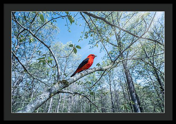 Scarlet Tanager Perched In Spring Canopy