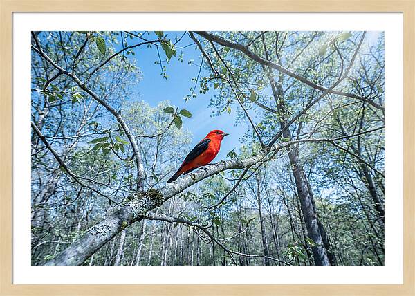 Scarlet Tanager Perched In Spring Canopy