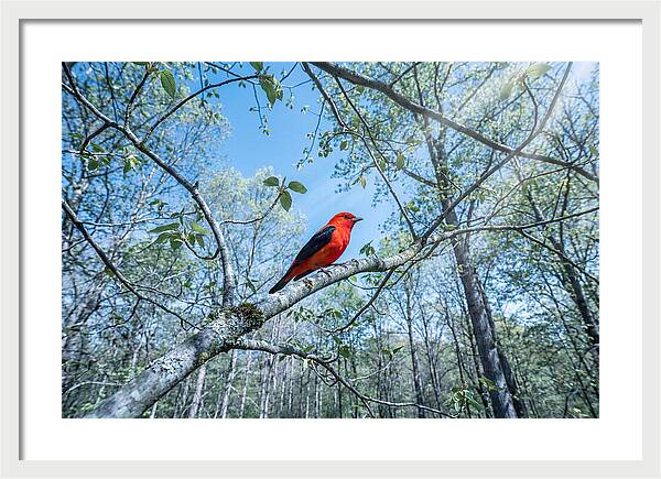 Scarlet Tanager Perched In Spring Canopy