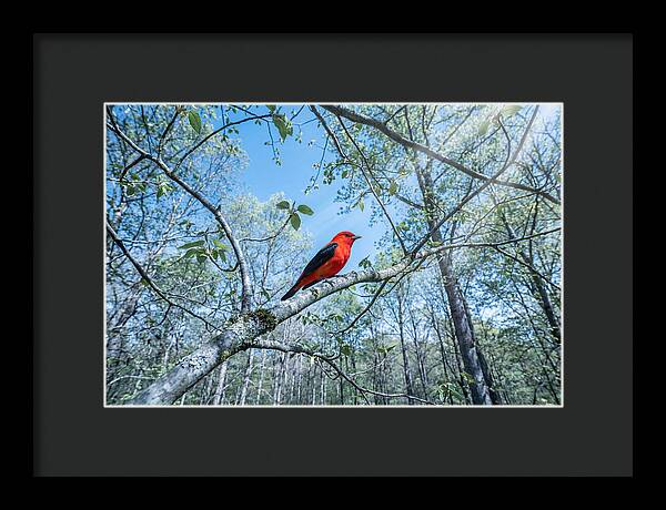 Scarlet Tanager Perched In Spring Canopy