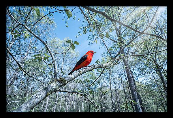 Scarlet Tanager Perched In Spring Canopy
