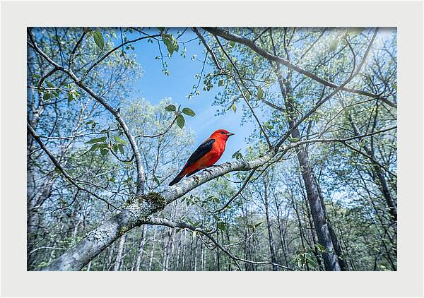 Scarlet Tanager Perched In Spring Canopy
