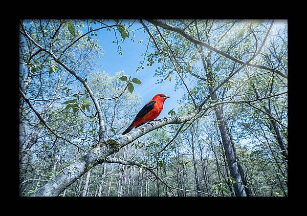 Scarlet Tanager Perched In Spring Canopy