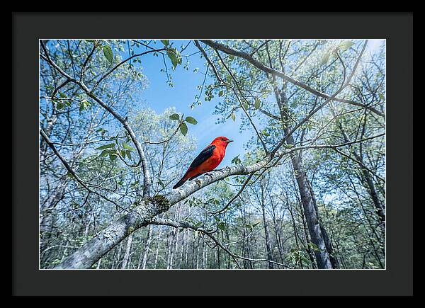 Scarlet Tanager Perched In Spring Canopy