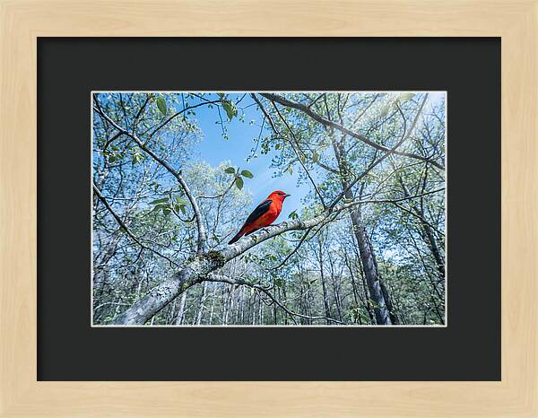 Scarlet Tanager Perched In Spring Canopy