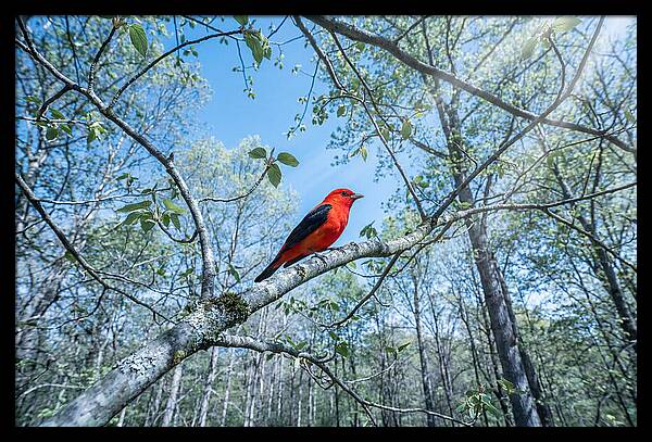 Scarlet Tanager Perched In Spring Canopy