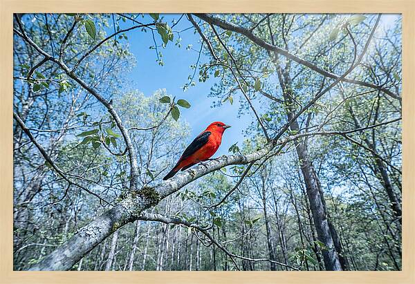 Scarlet Tanager Perched In Spring Canopy