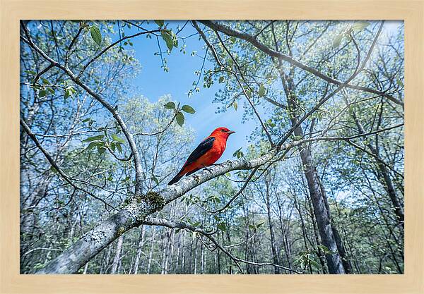Scarlet Tanager Perched In Spring Canopy