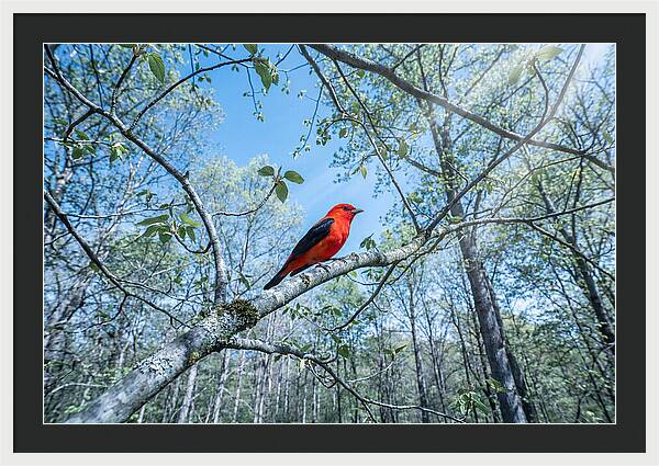 Scarlet Tanager Perched In Spring Canopy