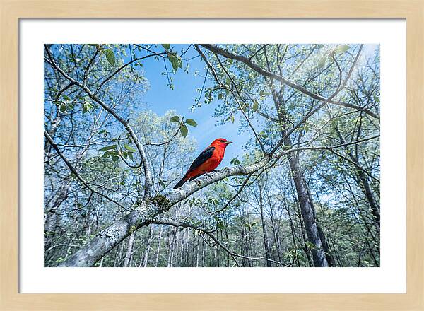 Scarlet Tanager Perched In Spring Canopy