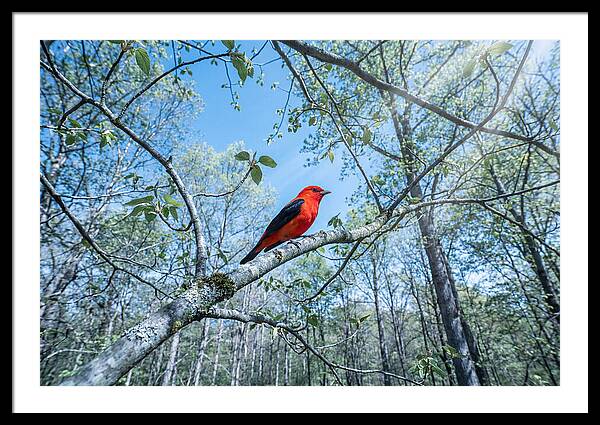 Scarlet Tanager Perched In Spring Canopy