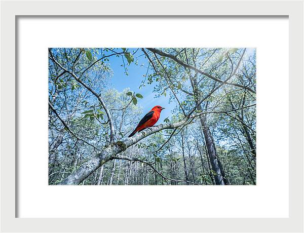 Scarlet Tanager Perched In Spring Canopy