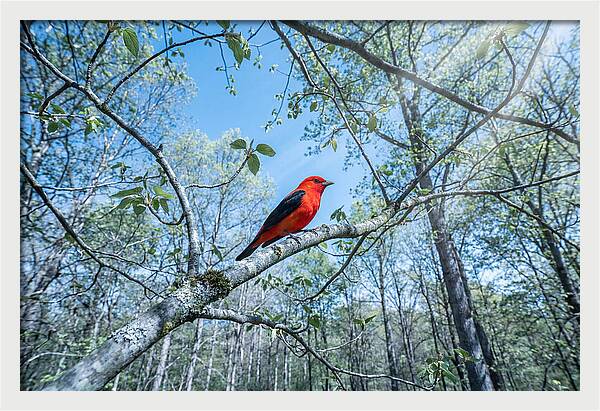 Scarlet Tanager Perched In Spring Canopy