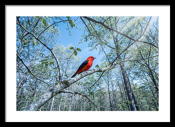 Scarlet Tanager Perched In Spring Canopy