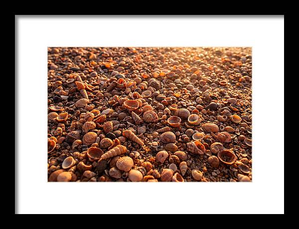 Scattered Shells At Golden Hour