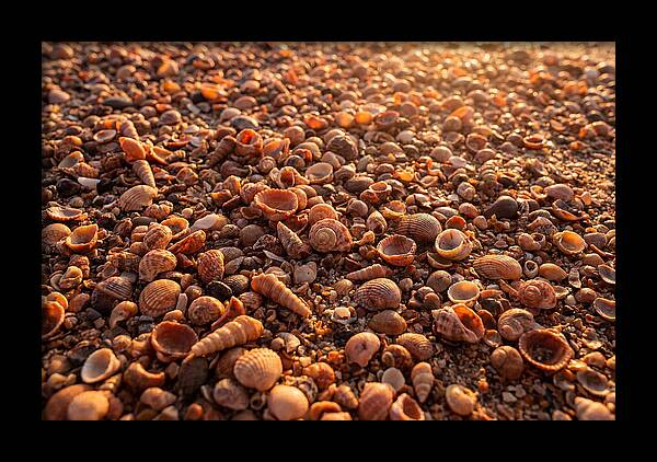 Scattered Shells At Golden Hour