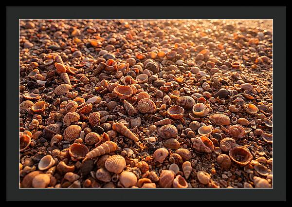 Scattered Shells At Golden Hour