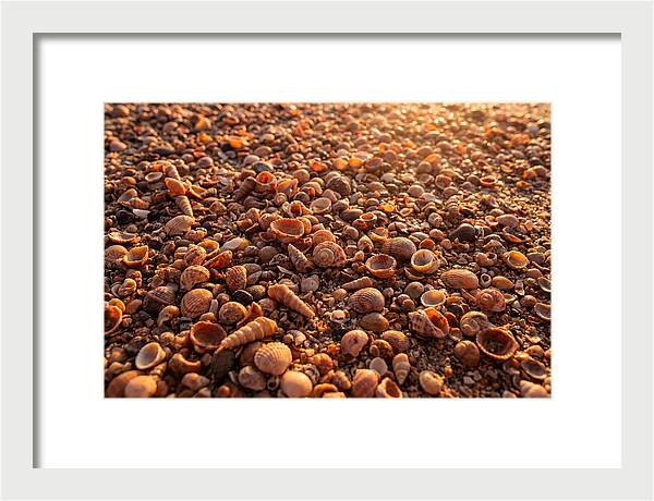 Scattered Shells At Golden Hour