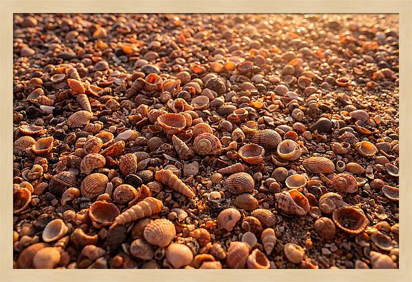 Scattered Shells At Golden Hour