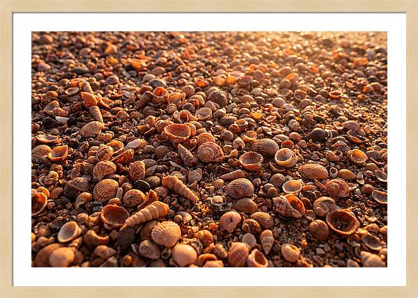 Scattered Shells At Golden Hour