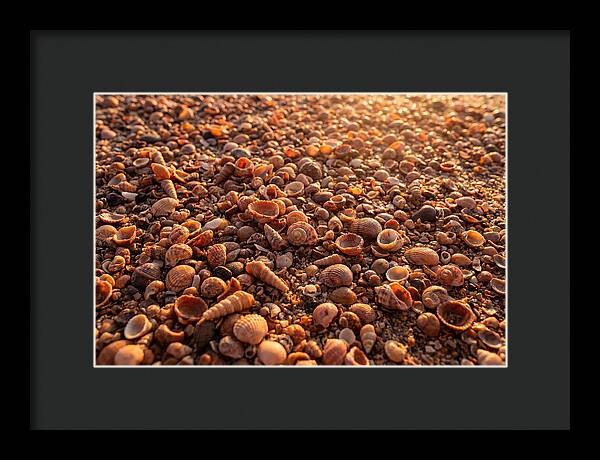 Scattered Shells At Golden Hour