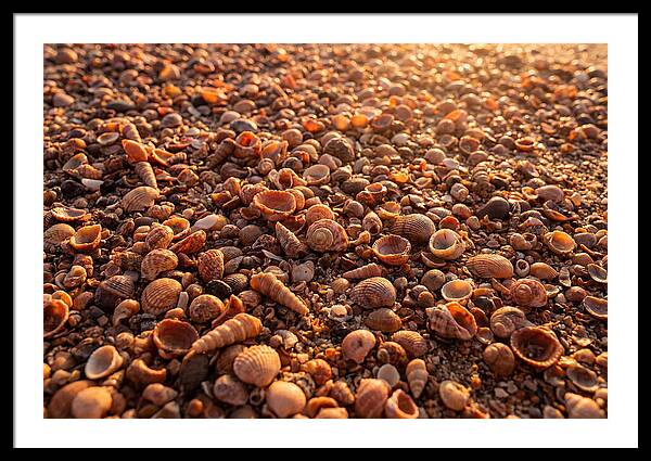 Scattered Shells At Golden Hour