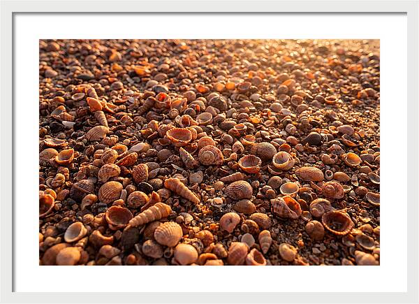 Scattered Shells At Golden Hour