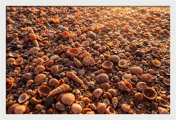 Scattered Shells At Golden Hour