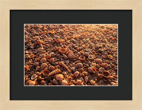 Scattered Shells At Golden Hour