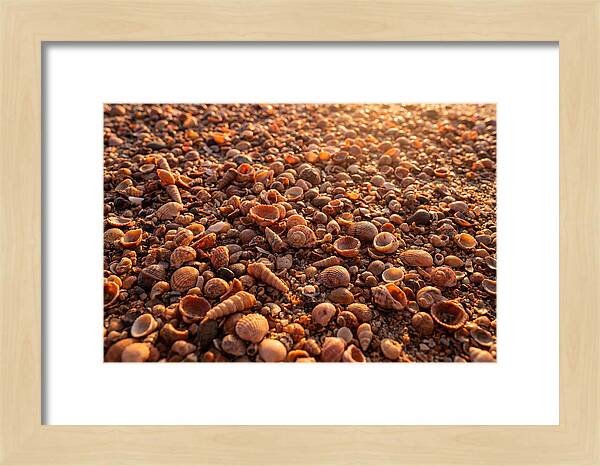 Scattered Shells At Golden Hour