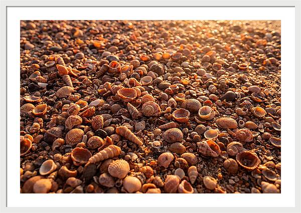 Scattered Shells At Golden Hour