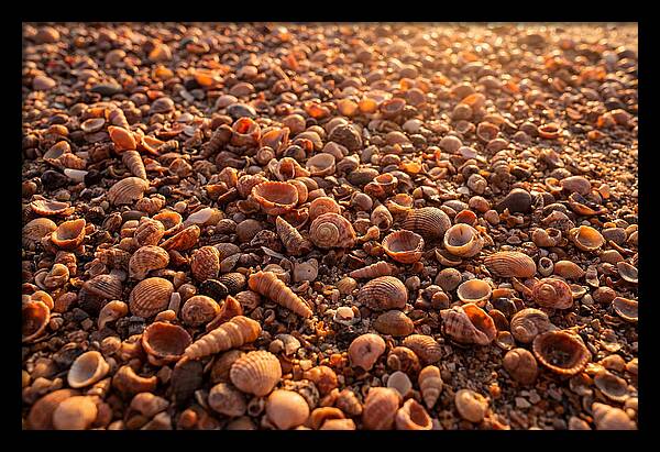 Scattered Shells At Golden Hour
