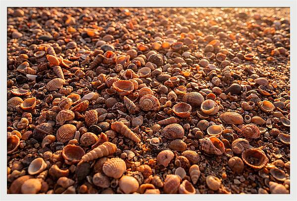 Scattered Shells At Golden Hour