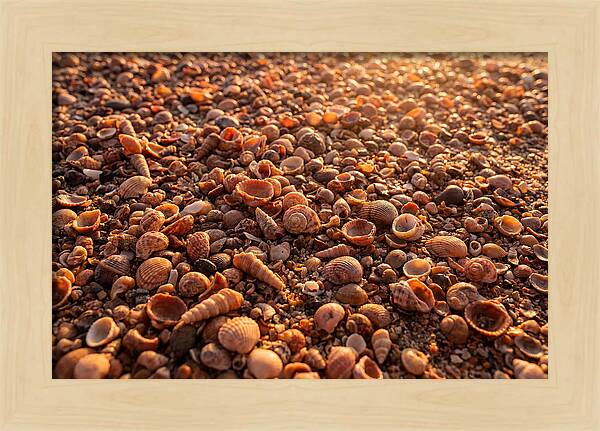 Scattered Shells At Golden Hour