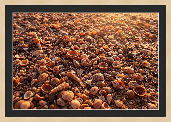 Scattered Shells At Golden Hour