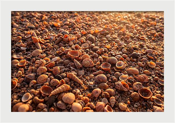 Scattered Shells At Golden Hour