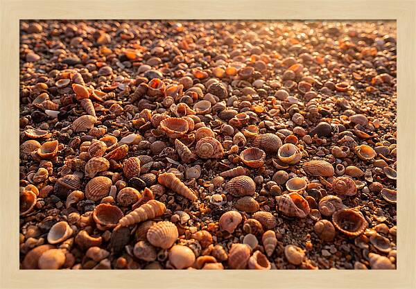 Scattered Shells At Golden Hour