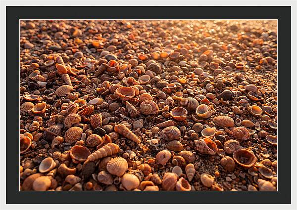Scattered Shells At Golden Hour