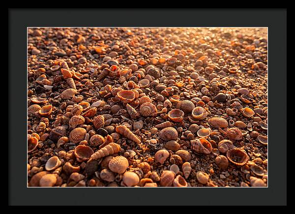 Scattered Shells At Golden Hour