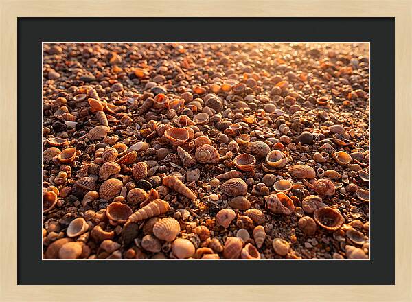 Scattered Shells At Golden Hour