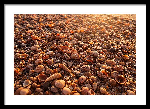 Scattered Shells At Golden Hour