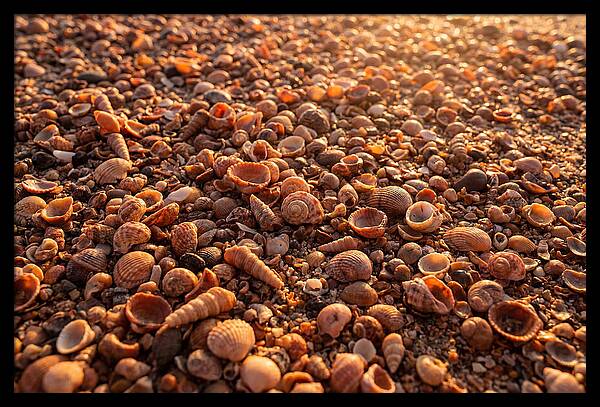 Scattered Shells At Golden Hour