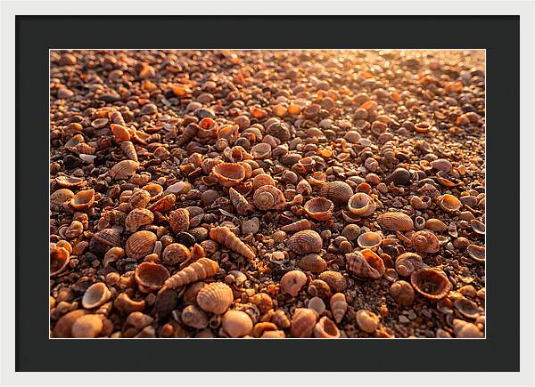 Scattered Shells At Golden Hour