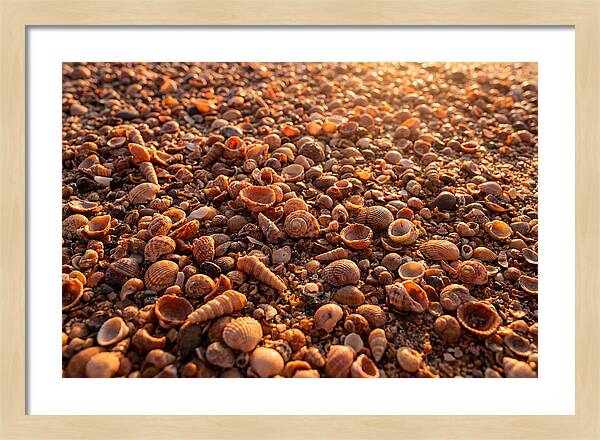 Scattered Shells At Golden Hour