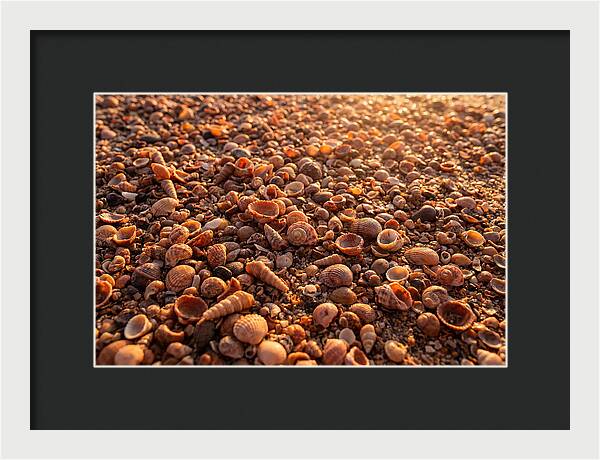 Scattered Shells At Golden Hour