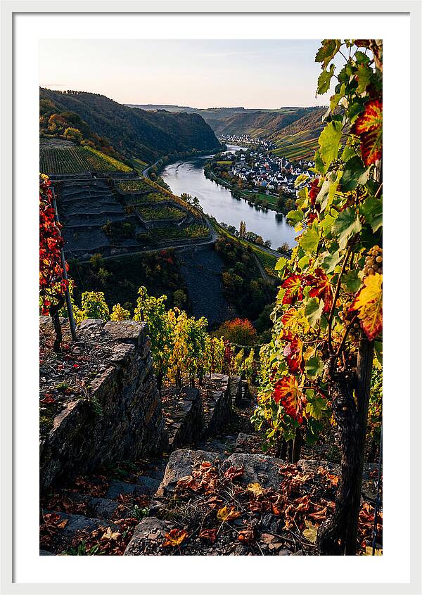 Scenic Overlook Of Mosel Valley