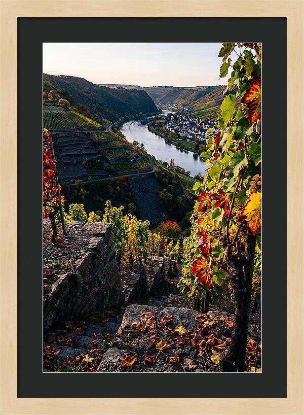Scenic Overlook Of Mosel Valley